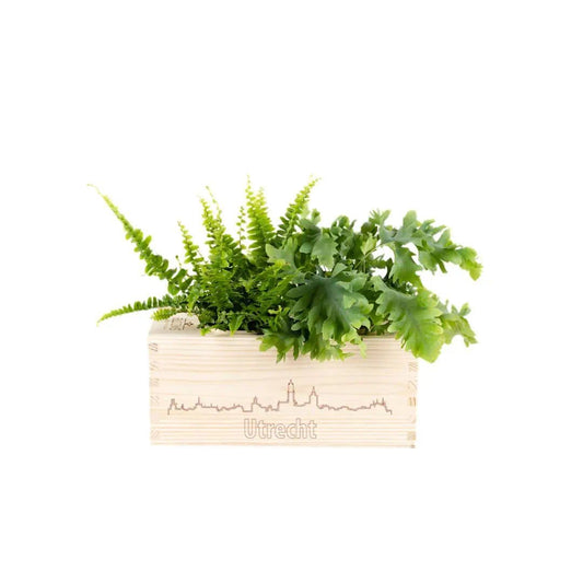 Lokaal Utrechts cadeau planten - BloomsBox M