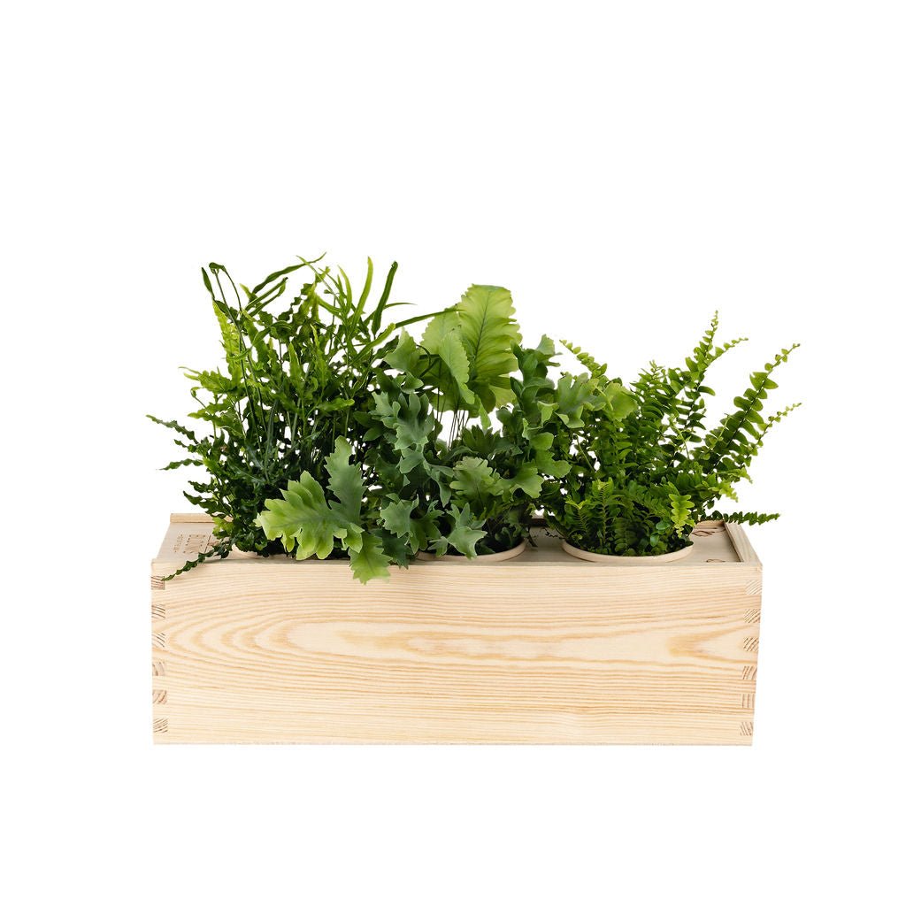 BloomsBox Strippenkaart - 10 stuks - Blooms out of the Box