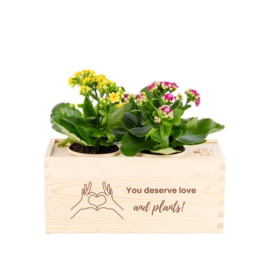 BloomsBox 'You deserve plants' - M - Blooms out of the Box