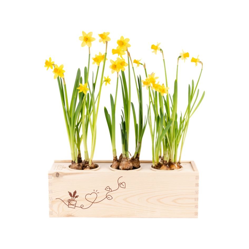 BloomsBox 'Zomaar' - L - Blooms out of the Box