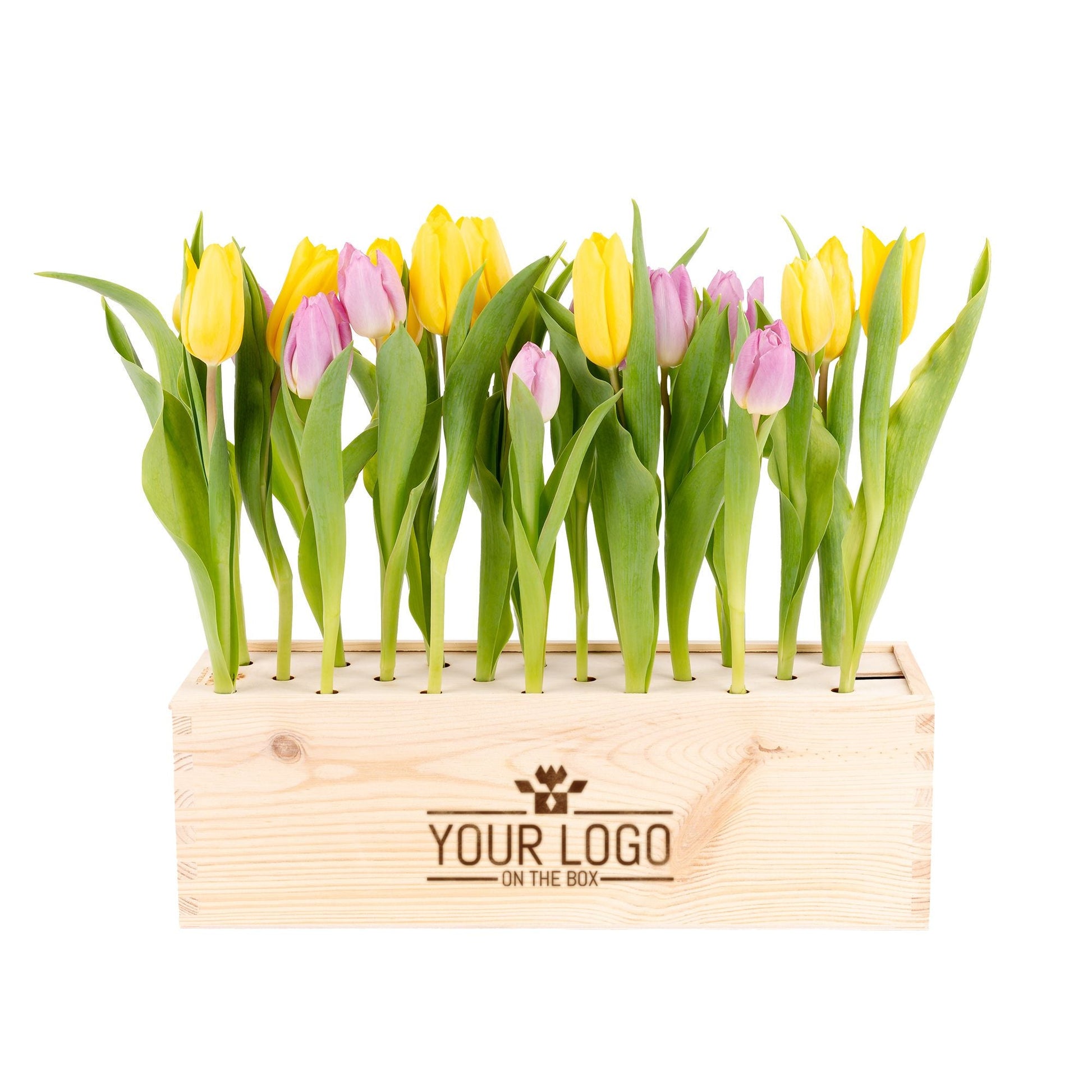 Colours out of the Box - L - Branded - Blooms out of the Box
