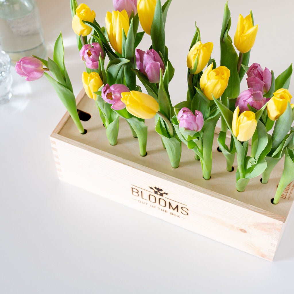Colours out of the Box - L - Branded - Blooms out of the Box