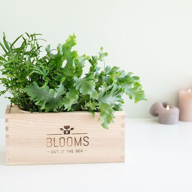 Maak kennis met de BloomsBox! - Blooms out of the Box