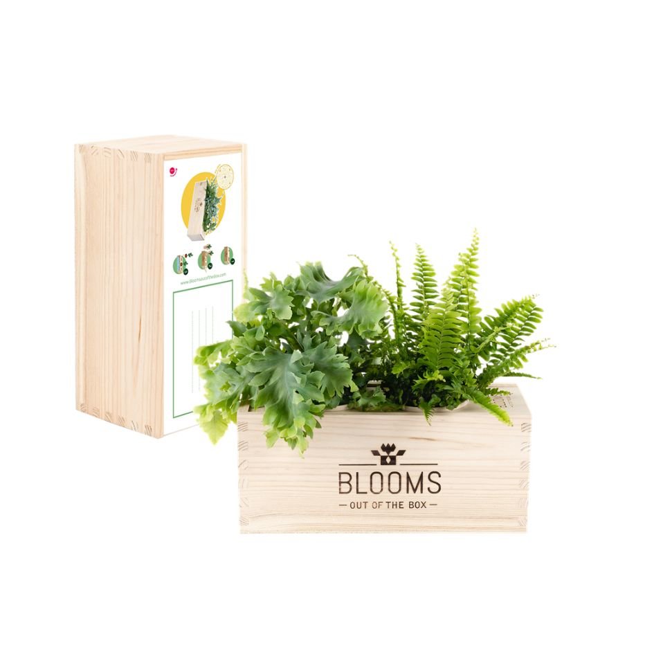 Maak kennis met de BloomsBox! - Blooms out of the Box