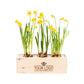 Spring out of the Box - L- Branded per stuk - Blooms out of the Box