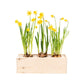 Spring out of the Box - L- Branded per stuk - Blooms out of the Box