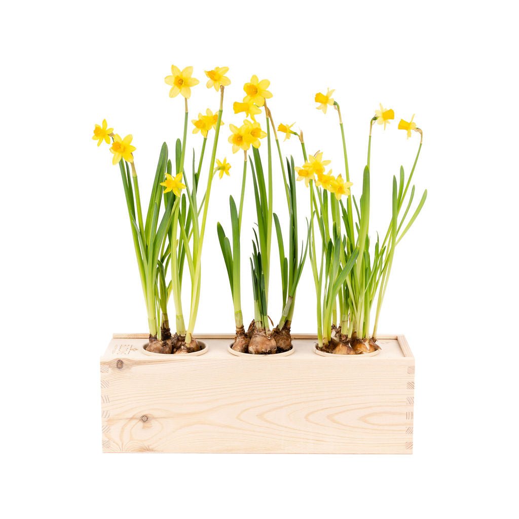 Spring out of the Box - L - Branded - Blooms out of the Box