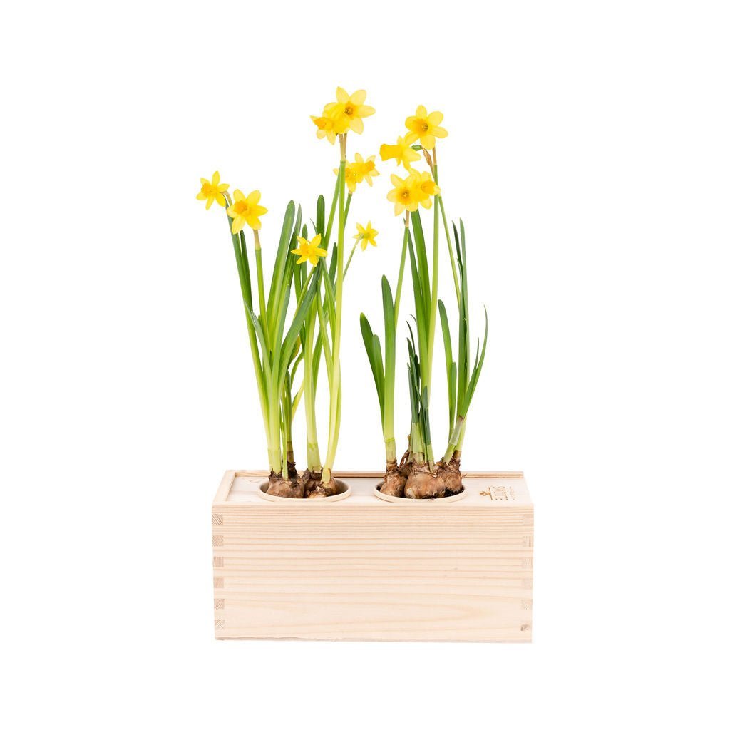 Spring out of the Box - M - Branded per stuk - Blooms out of the Box