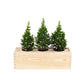 Xmas out of the Box - Lights - Branded - Bloomsoutofthebox
